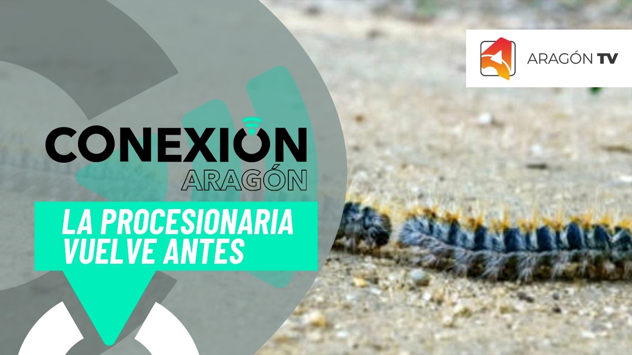 La procesionaria vuelve antes de lo habitual