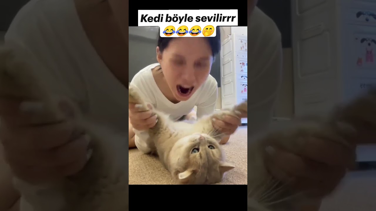 Kedi Böyle Sevilir Kedi Sevme Fobisi Olan Kadın Yedi Bitirdi Part 2