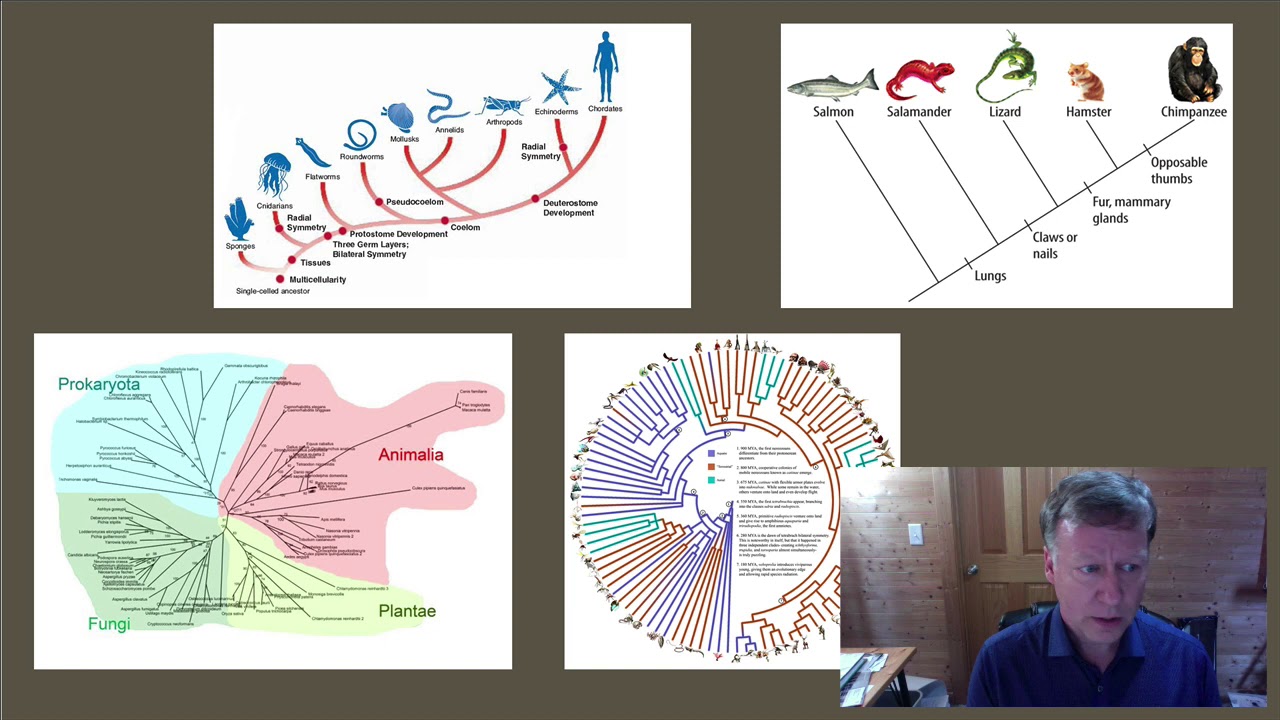 Phylogenetic Trees