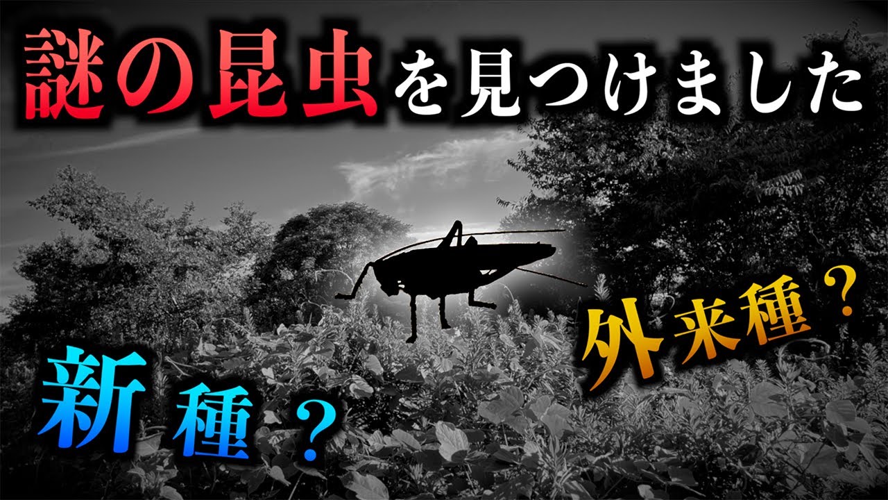 【ガチ】今まで日本で確認されていなかった昆虫を見つけました