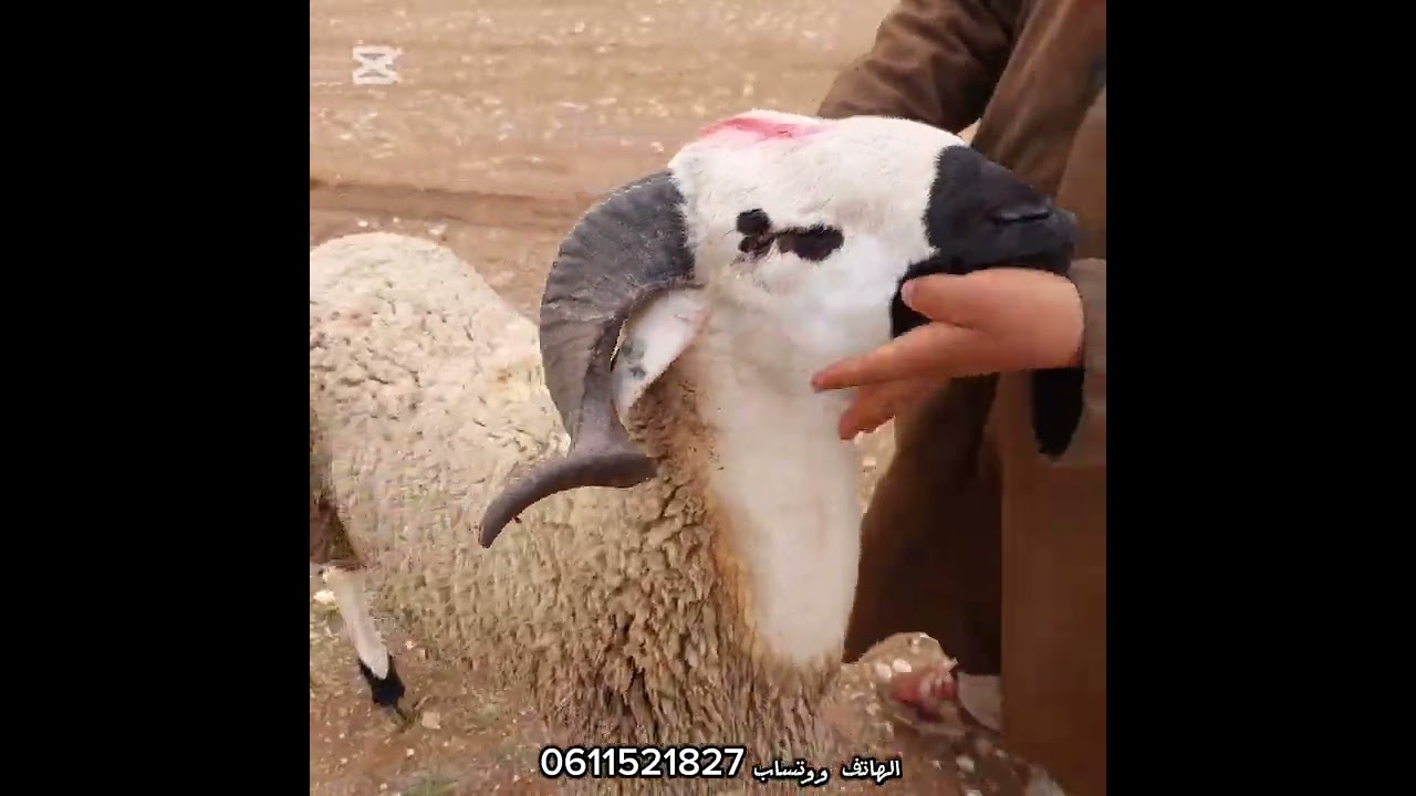 #تسوق_معايا 5 الفحولا من ثلاثاء بن جرير إقليم الرحامنة بتاريخ 15/4/2025 #لمشرا_يتنزه