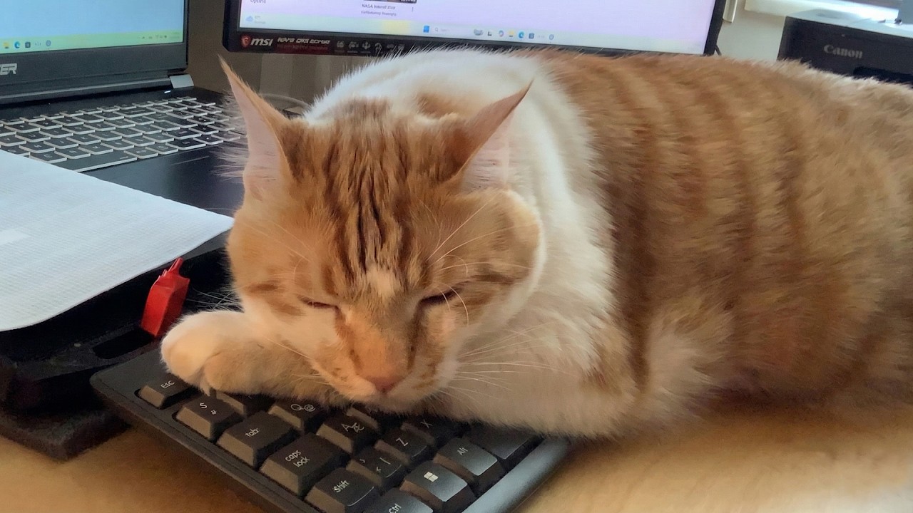 My Big Orange Cat Won't Let Me Work
