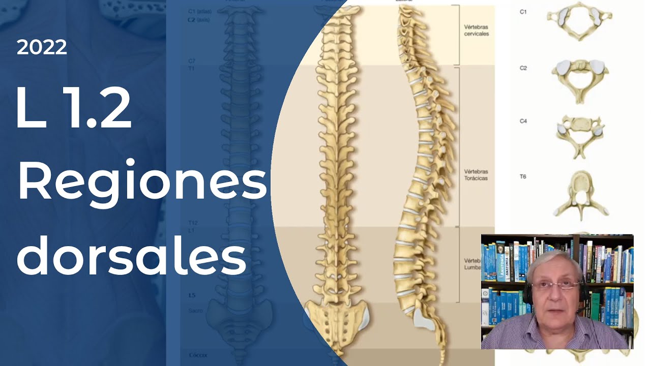 L1.2 | Regiones dorsales | Profesor Eduardo A. Pró | Anatomía 2 | FMed UBA
