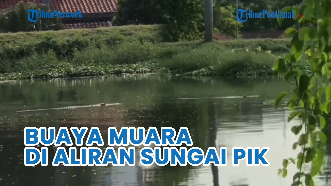 🔴 Heboh! Buaya Muara Kembali Muncul di Aliran Sungai Pantai Indah Kapuk, Diduga Ingin Cari Mangsa