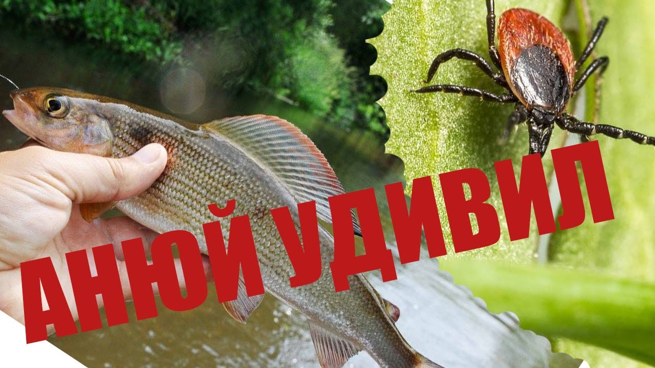 Рыбалка на хариуса в реке Анюй в июне 2022 года. Хабаровский край. Поймали кучу клещей.
