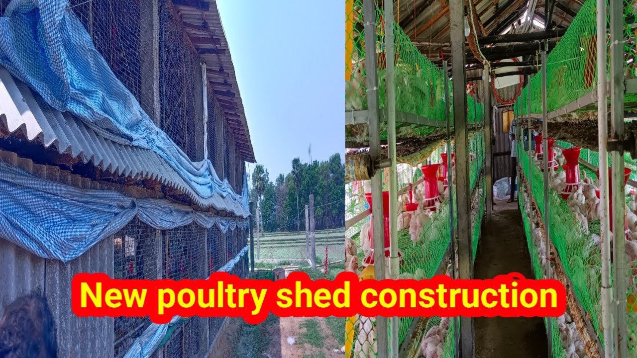 Rack system poultry farm with low cost auto drinker
