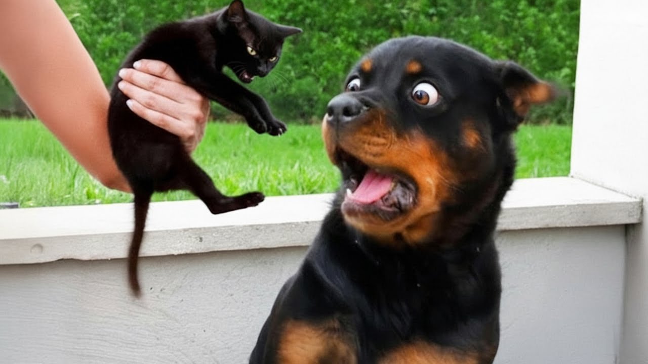 Perros y Gatos Más Divertidos 😹🐶 ¡Intenta No Reírte con Estos Animales Graciosos! 🤣