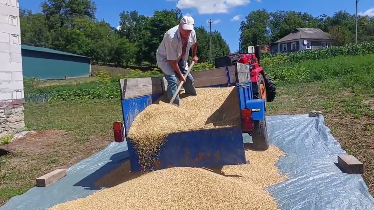 Жнива 2025 ячмінь.