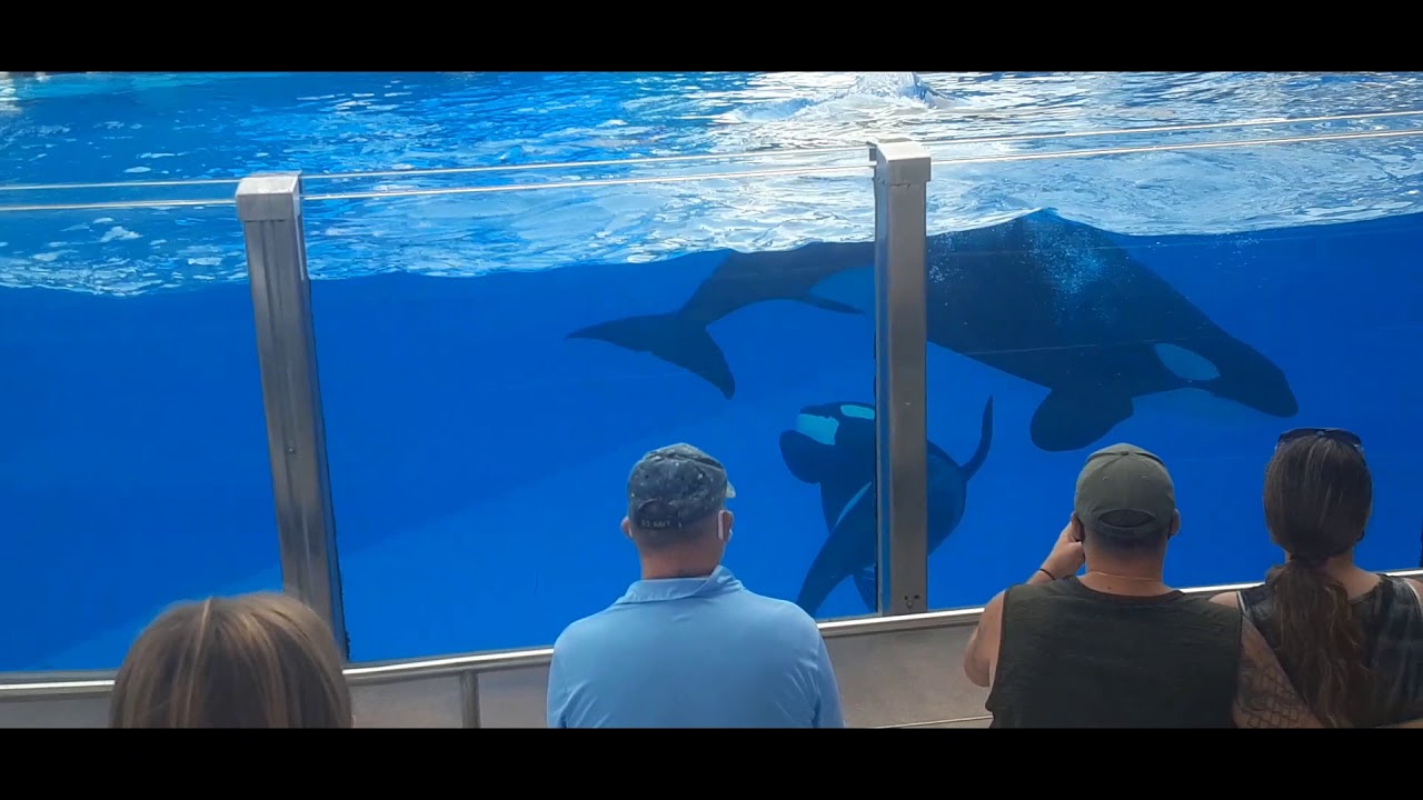 SeaWorld Orlando 10 21 2020 Part 2 Trainer Amanda's Last Show