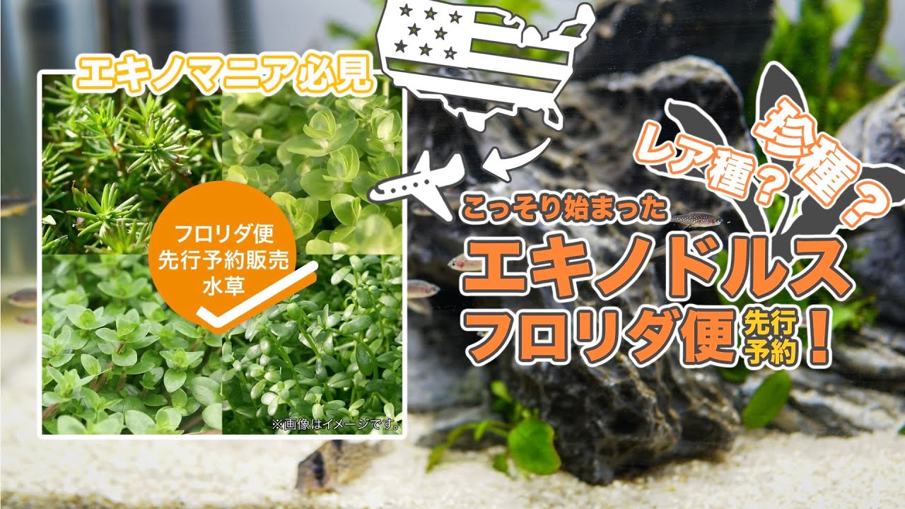 【charm先行予約】エキノマニア必見！フロリダ便のエキノドルス14種が先行予約中！【 ne0n 】 #アクアリウム