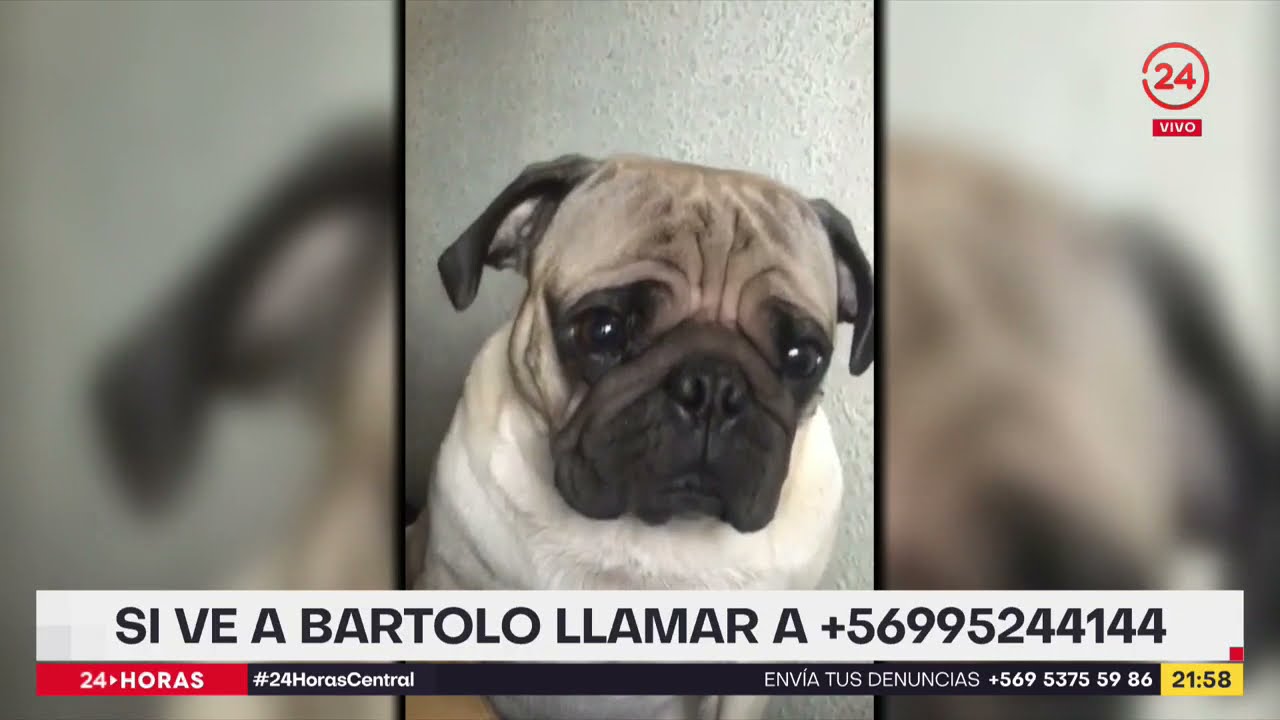 Robo de mascotas: Un delito en alza y cada vez m&aacute;s violento