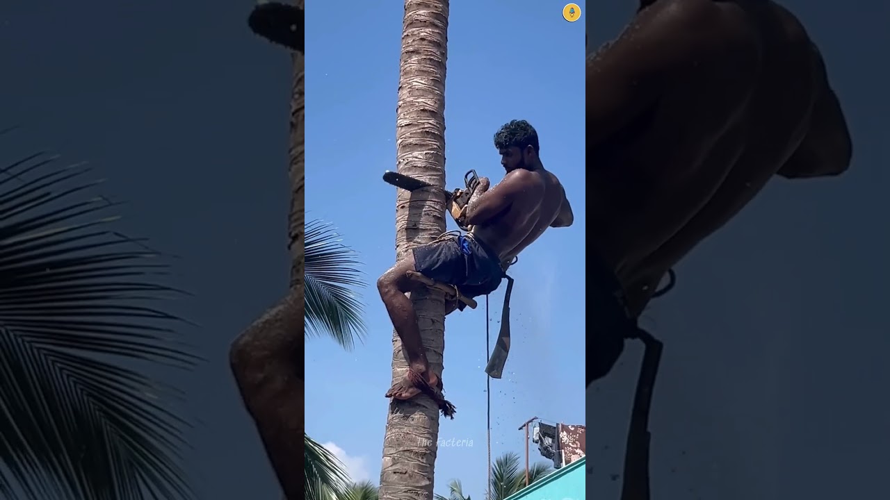 Coconut Tree Cutting Technique! #shorts