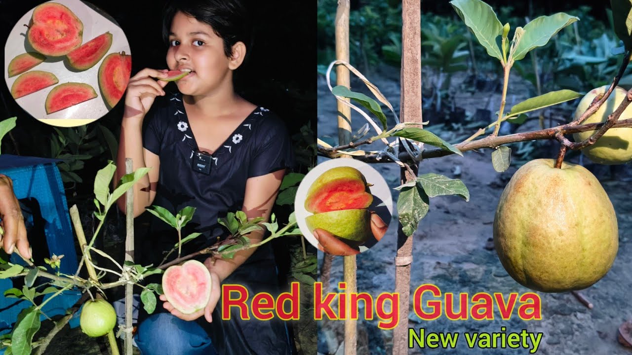 New variety 