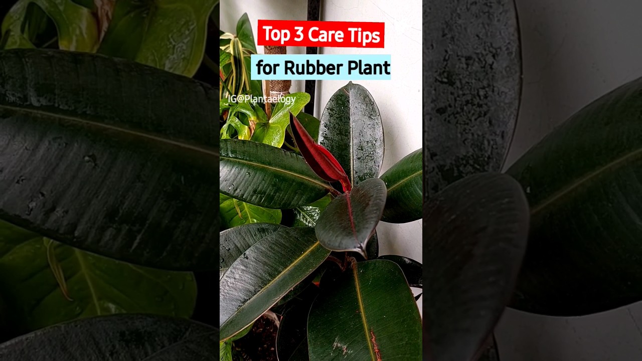 Top 3 Rubber Plant Care Tips for Larger Plant!