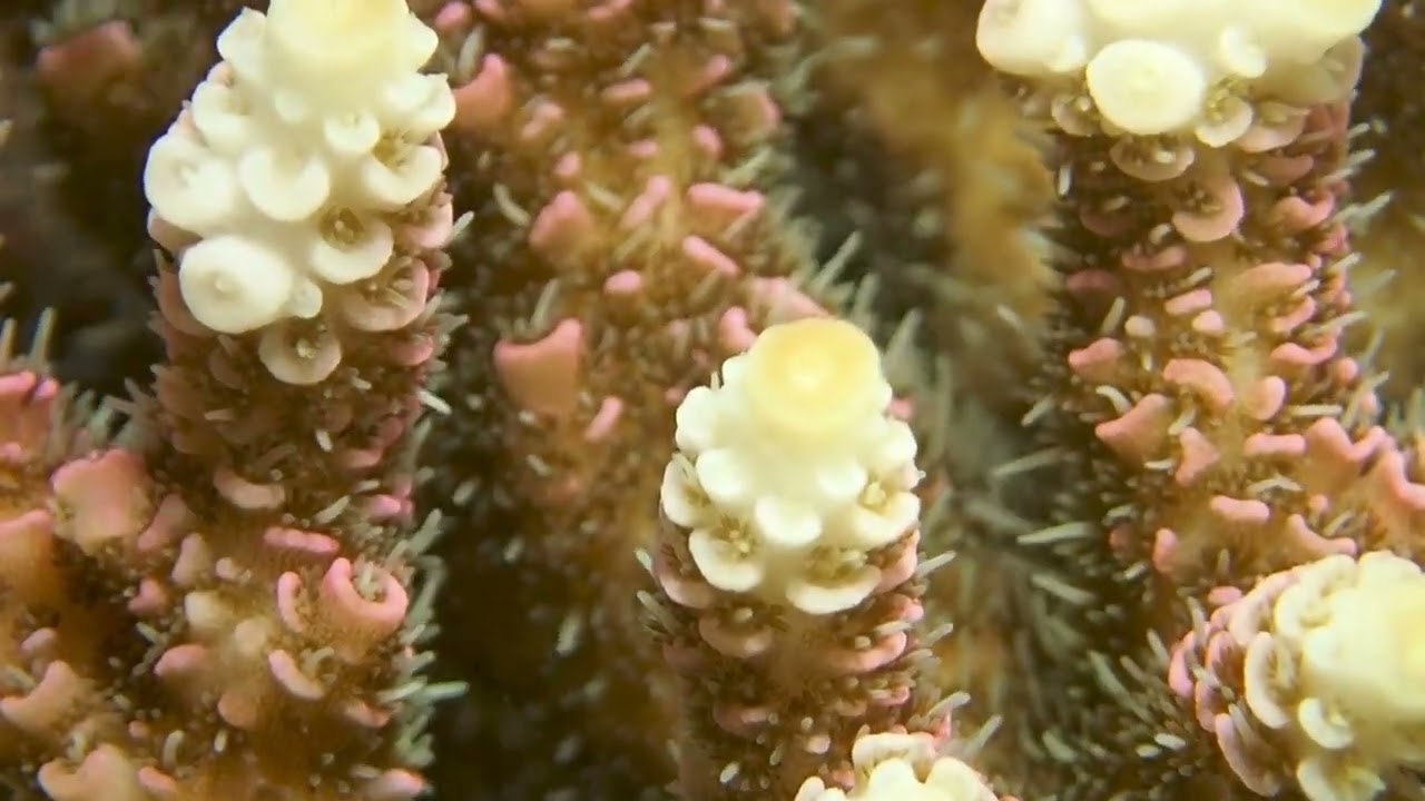 ORGANIC REEF REHABILITATION TRAINING