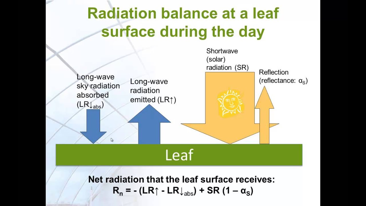 Leaf energy balance