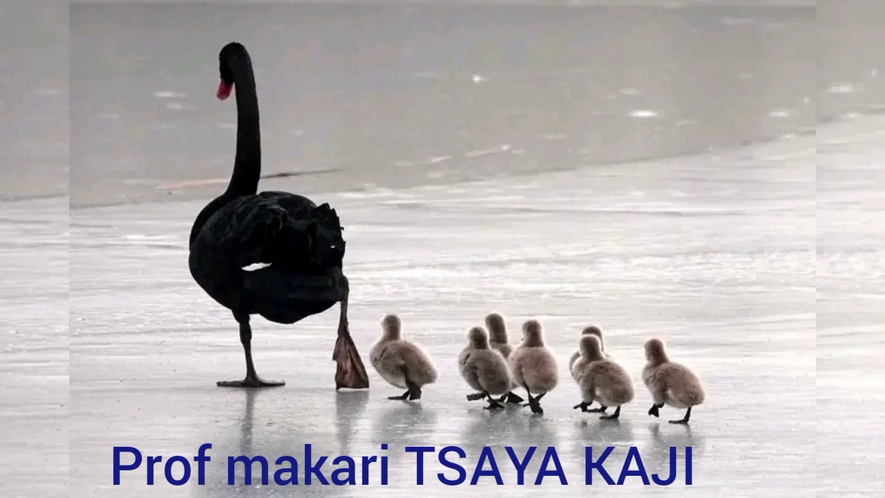 Prof makari Yajahankalin yan uwa game da rayuwar Duniya#hausa 