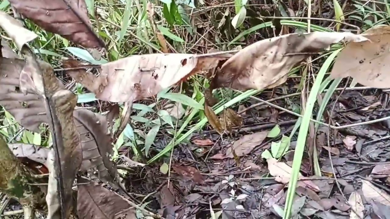 Pertualangan memeriksa jerat payau dan babi hutan sendirian#nature#hunting