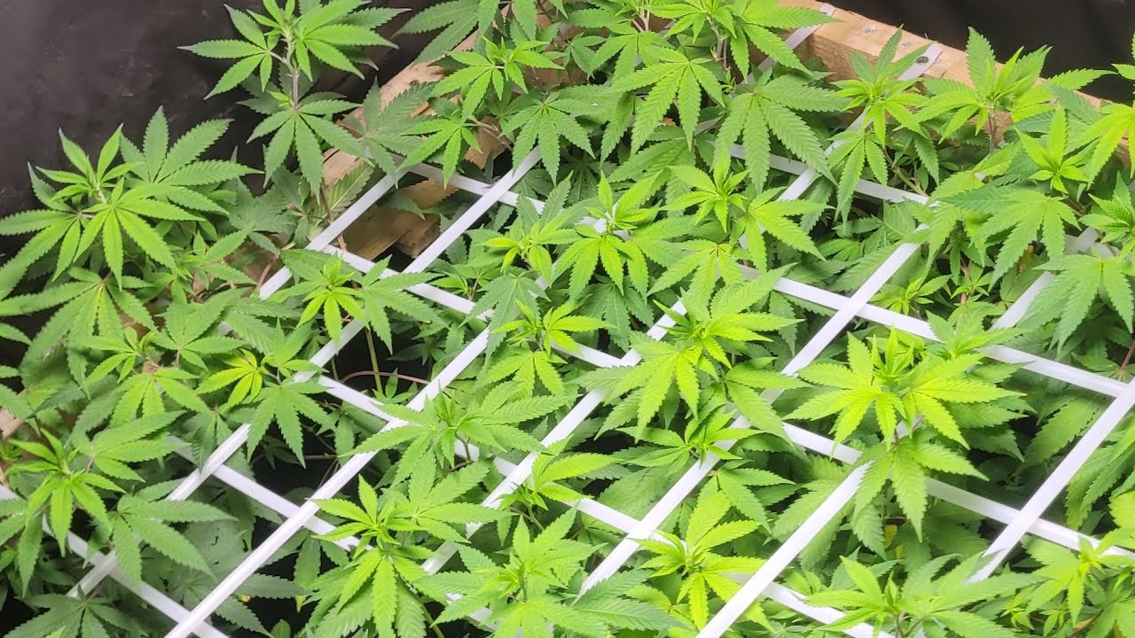 What In The Lollipop is Lollipopping #growtips #cultivation #garden