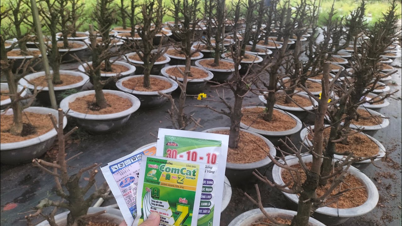 xịt thuốc sâu, bọ trĩ kết hợp với phân kích mầm cho cây mai  #maivang #garden #mai #nhavuon #maitang