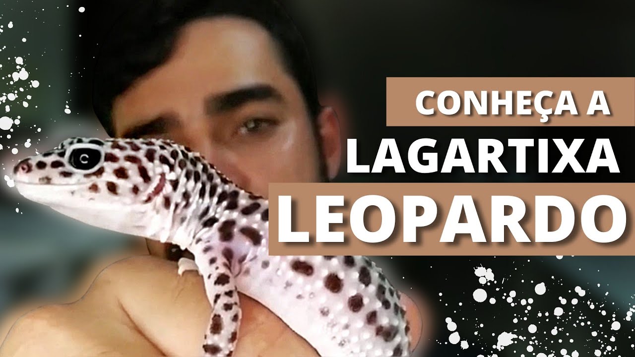 Tudo sobre a Lagartixa Leopardo