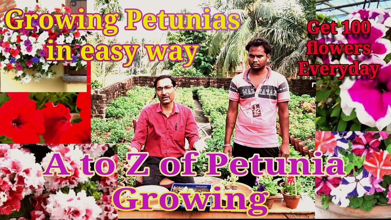Grow Petunias for Getting 100* New flowers everyday from each pot. A to Z* of growing Petunias
