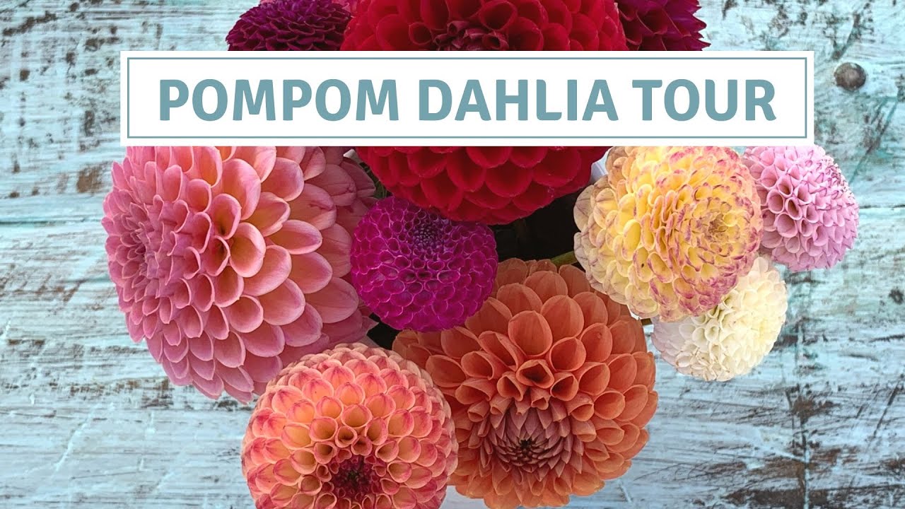 Dahlia Tour PomPom And Ball Varieties