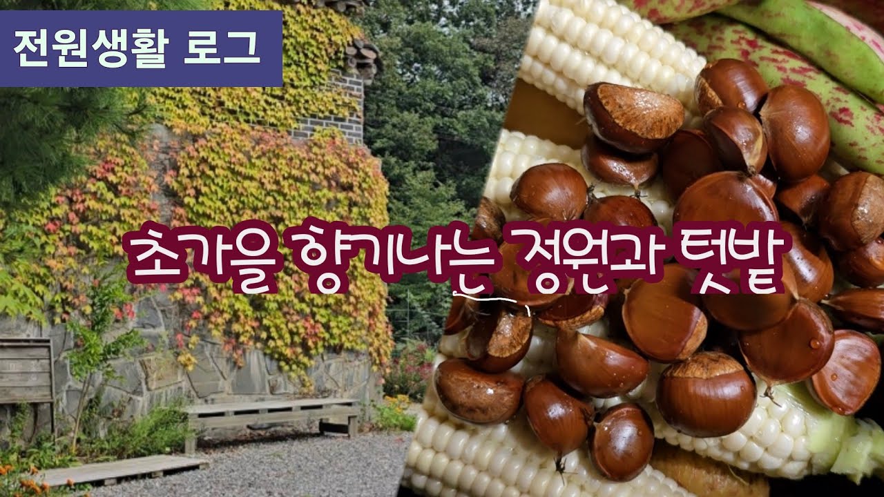 @전원생활로그  초가을 텃밭수확 맨드라미정원