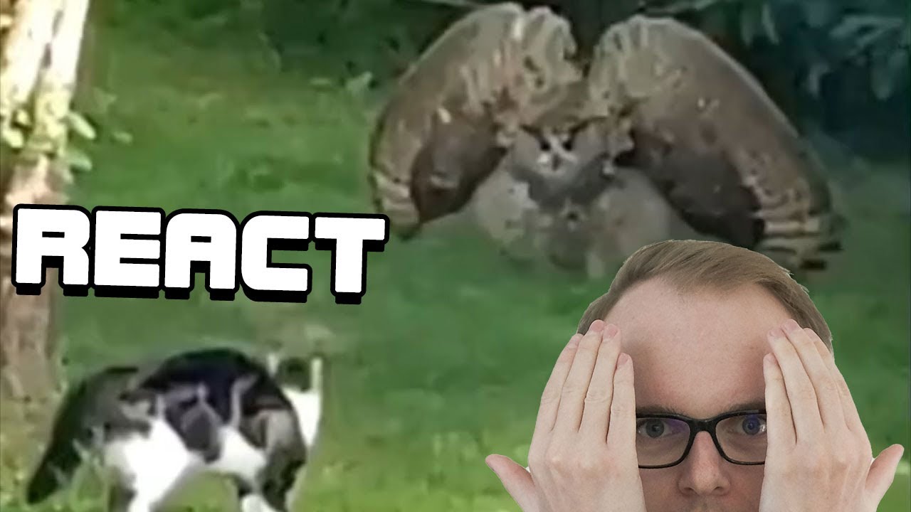 React: Unusual Memes V144