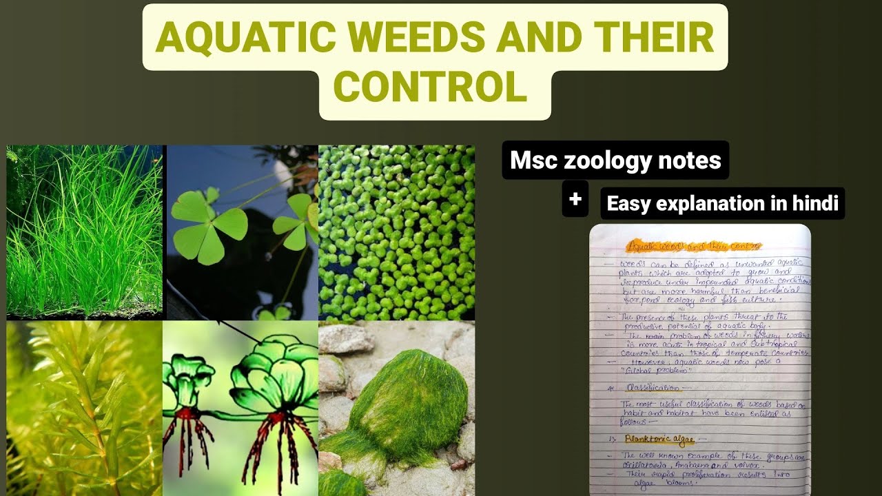 AQUATIC WEEDS &THEIR CONTROL ☘️🌿 #msczoology #biology #zoologynotes #viral #ytvideos