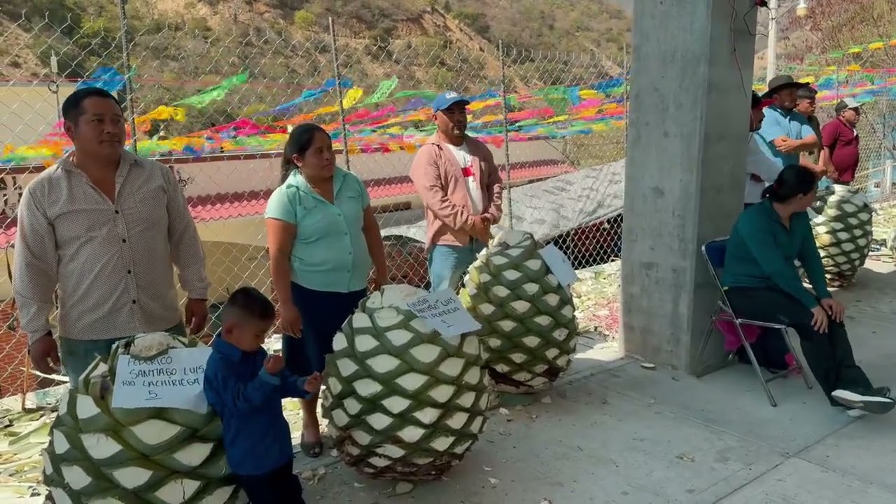 24-enero-San Pablo Lachiriega 2026-concurso de piñas de maguey-presentación de los maromeros-baile