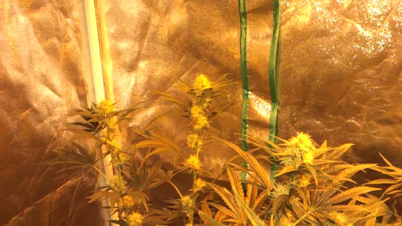 12/12 Marijuana Seedling already flowering day 26