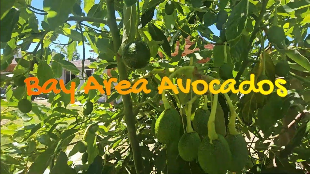 Кармен, Джем, Джим Бэкон и другие 🥑Авокадо🥑 Деревья🌳 в заливе 2024