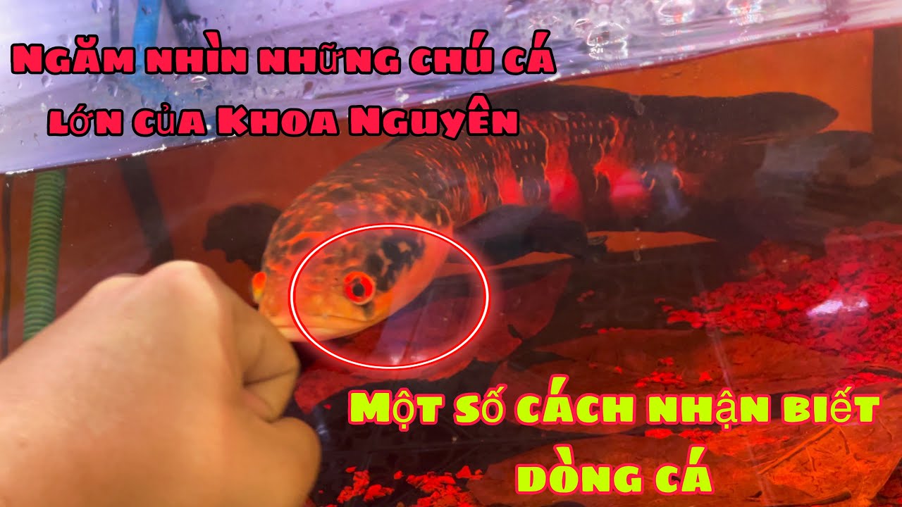 Ngắm nhìn những chú cá to nhà Khoa Nguyên - Một số cách nhận biết dòng cá