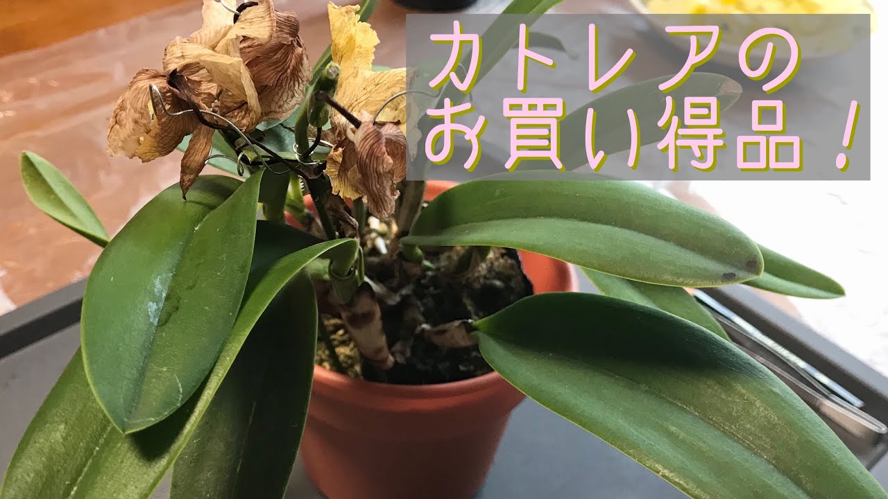 4月　①ミニカトレアお買い得品の注意点。水苔植えをバークにするので根を洗い乾かします。次回②で植え付けします。