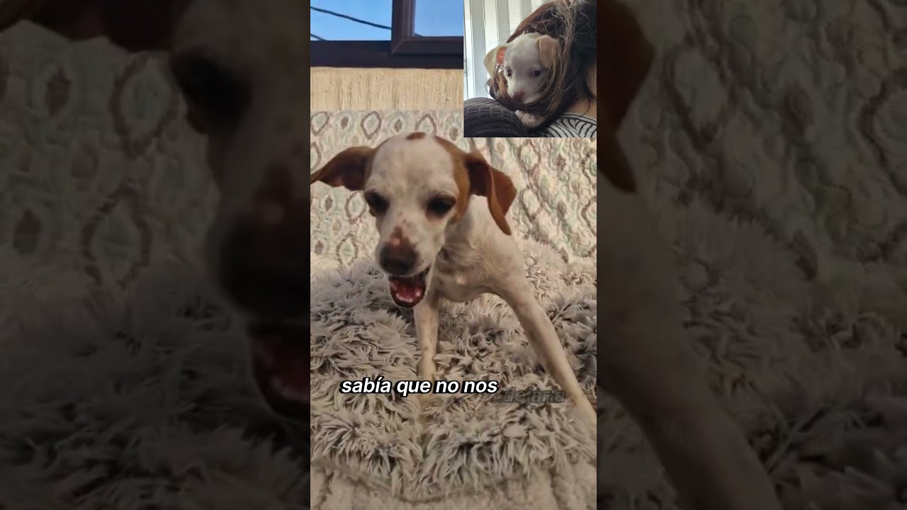 AS&Iacute; NACI&Oacute; CACHUFILANDIA - La Historia de Cuatro Cachorros Rescatados