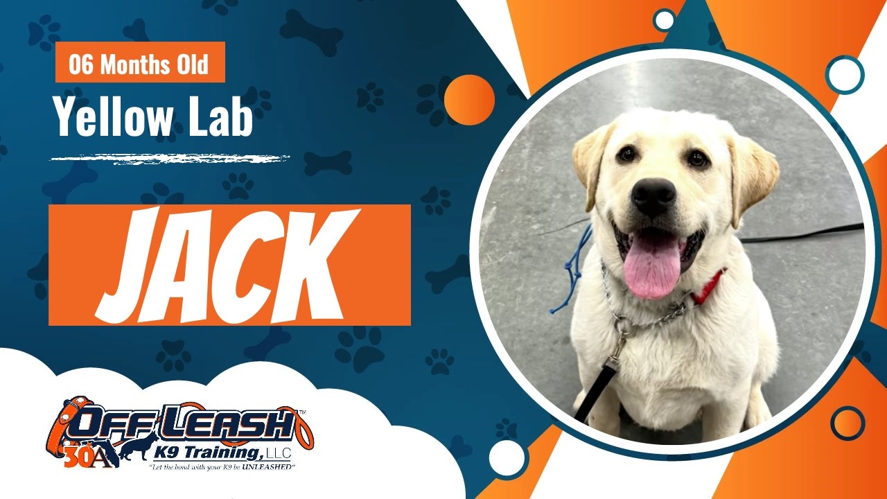 Yellow Lab, 6 Months, Jack | Best Lab Training| Off Leash K9