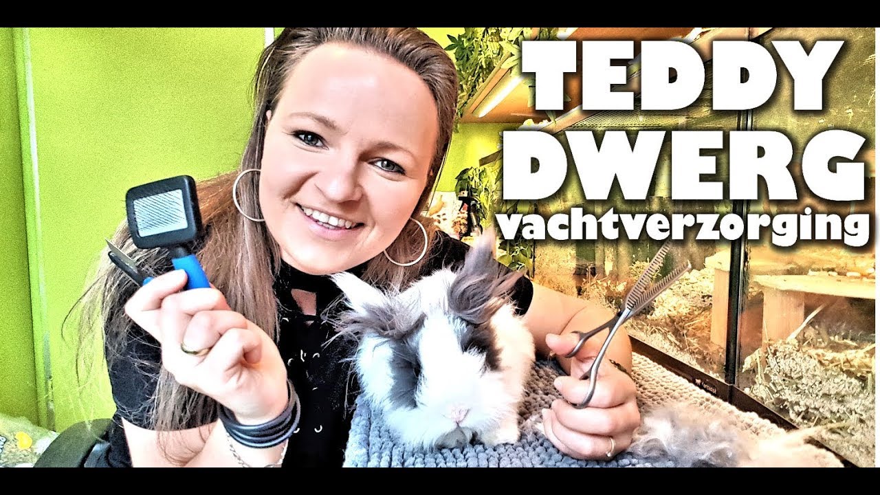 KONIJNEN ROUTINE | Mijn Teddy Dwerg Konijntje borstelen
