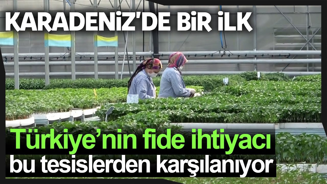 Türkiye'nin Sebze Fideleri Bafra Ovası'ndan
