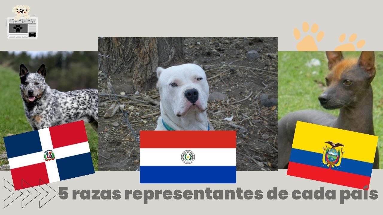 Cinco (05) razas caninas representantes de cada pa&iacute;s Parte 3
