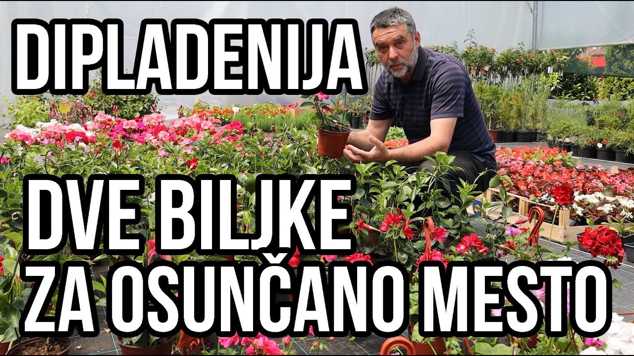 Dipladenija i gazanija biljke za osunčane prostore