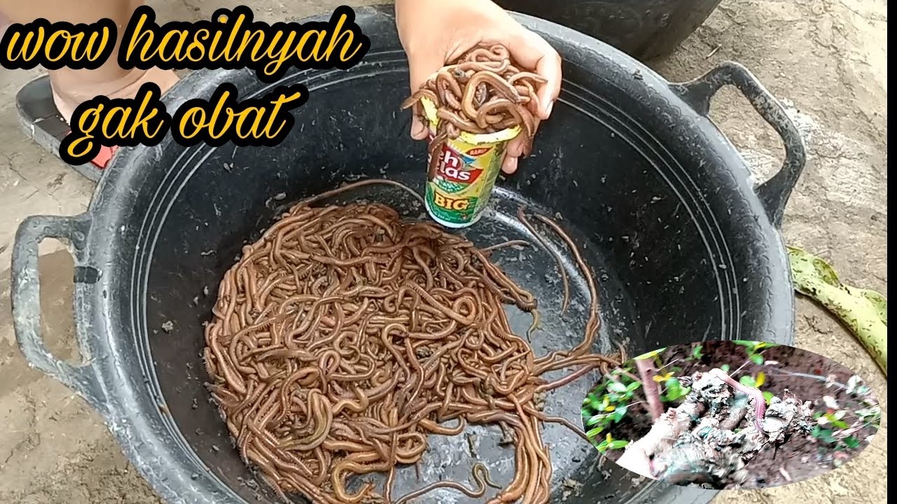mencari cacing laut hasilnya melimpah