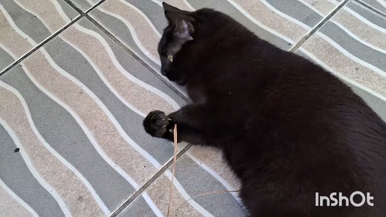 Minha  Pantera Feliz  😸