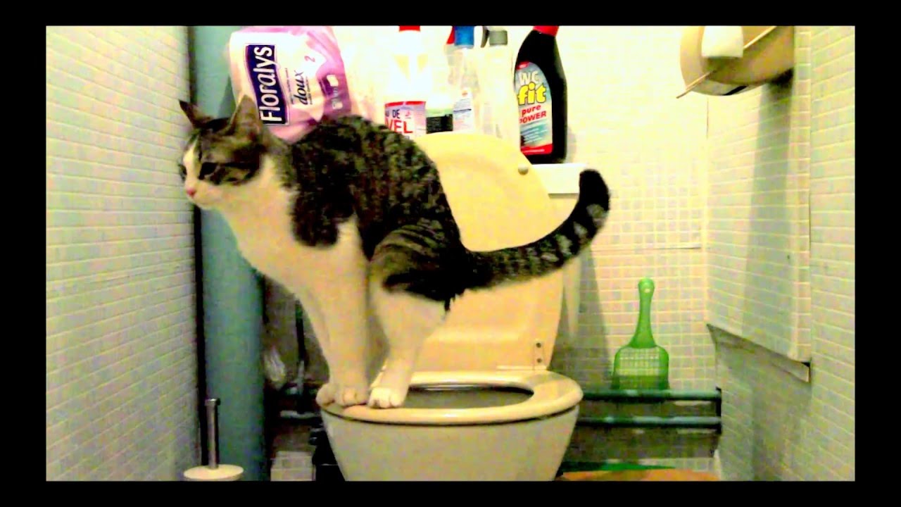 mon chat va aux toilettes et tire la chasse d'eau comme un grand