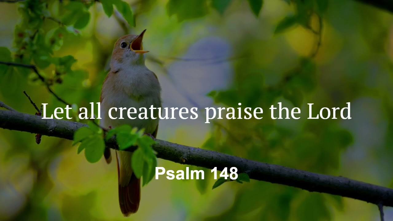 Let all creatures praise the Lord | Psalm 148
