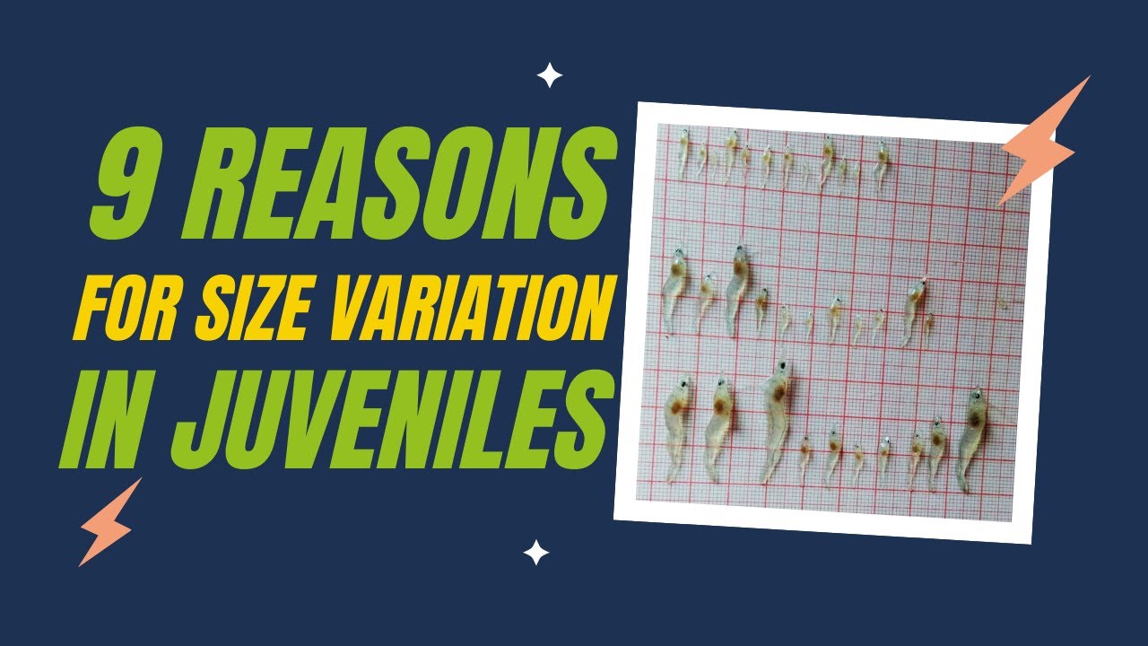 9 Reasons Leading to Increased Size Variation Among Juvenile Shrimp