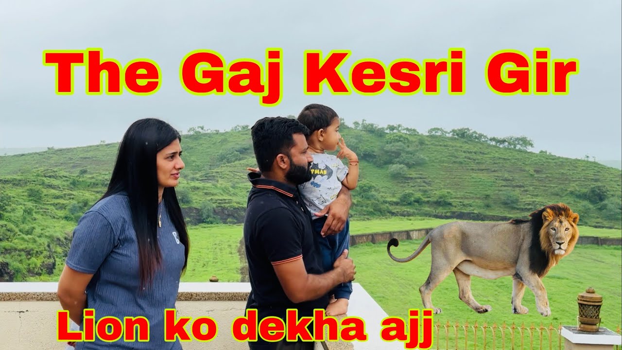 Hamare resort me sinh aa gya / asiatic lion #asiaticlion