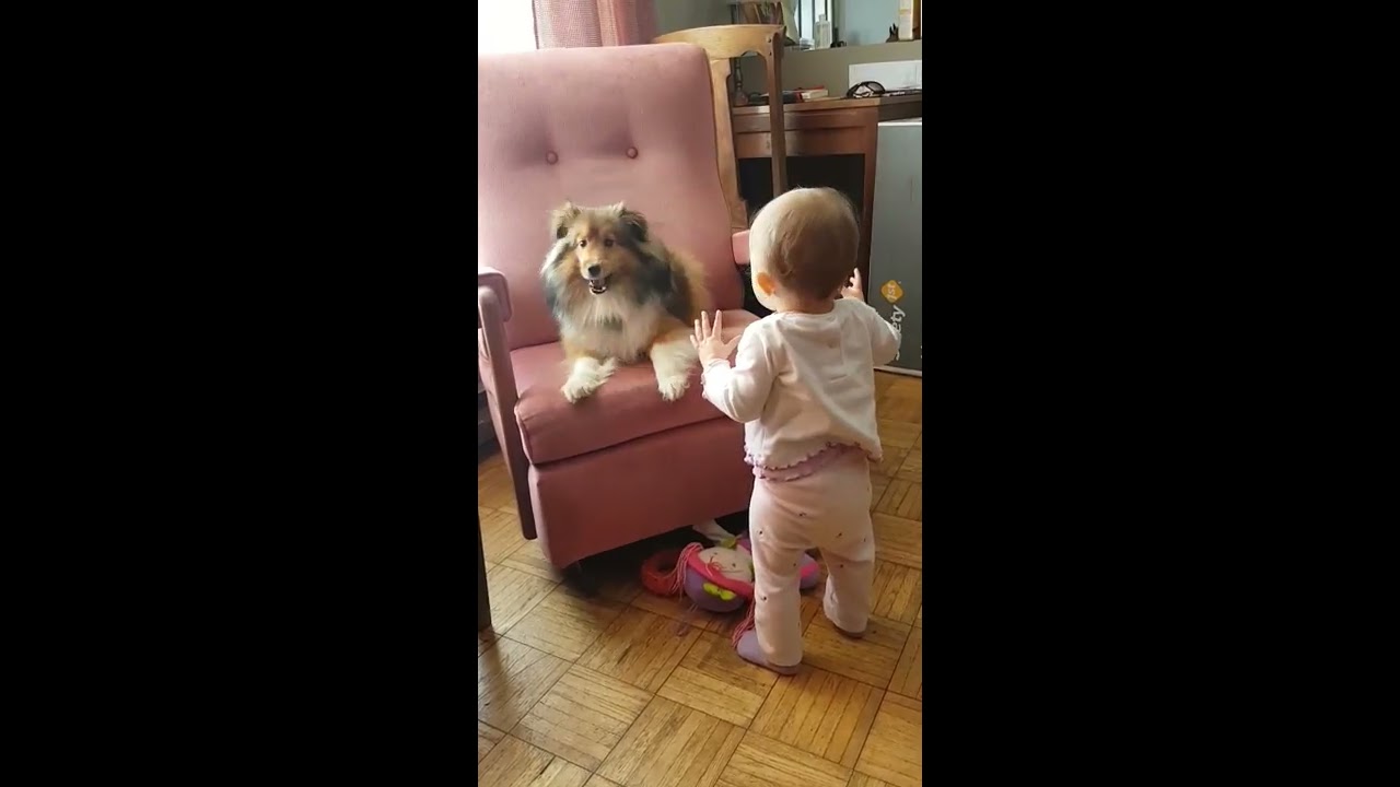 Crazy Sheltie playing with baby