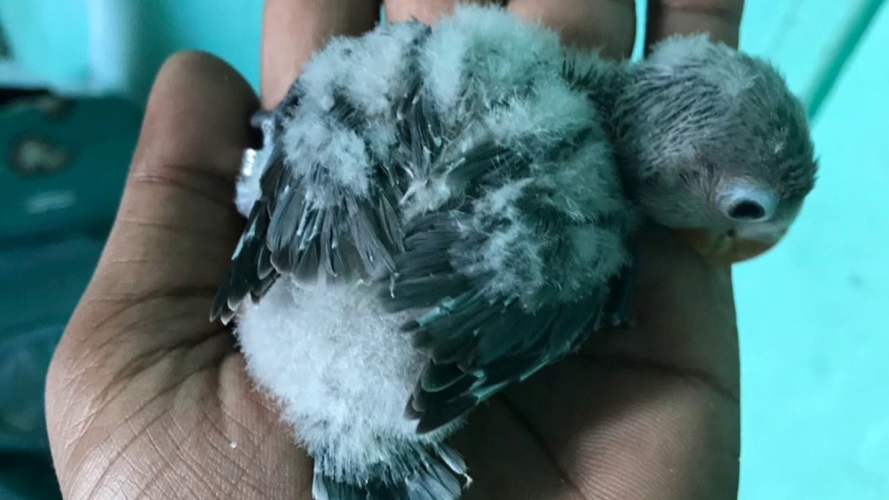 My Lovebird growth process till free fly.