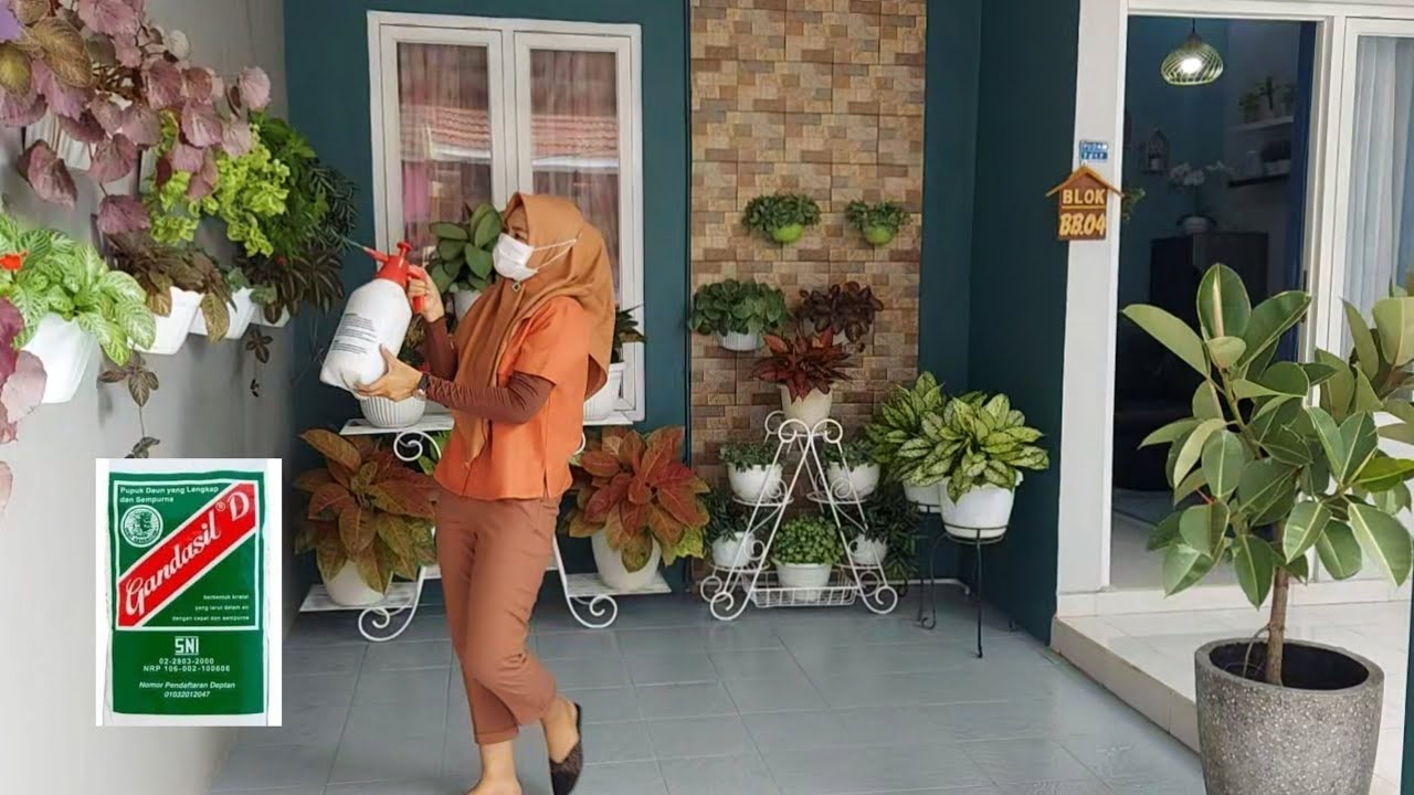 Daun tanaman hias sehat dan cerah dengan pupuk daun gandasil D